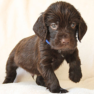 Field Spaniel Puppy Hubert