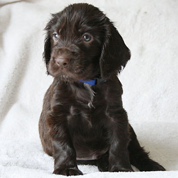 Field Spaniel Puppy Hubert