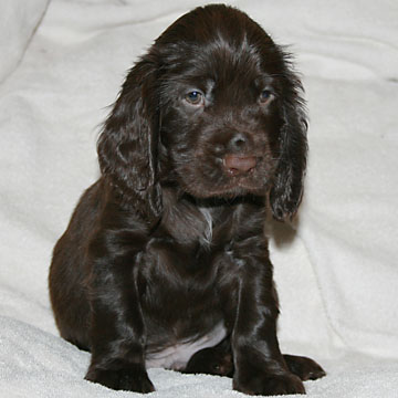 Field Spaniel Puppy Hubert