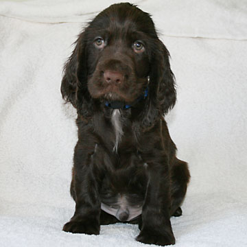 Field Spaniel Puppy Hubert