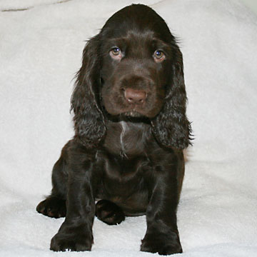 Field Spaniel Puppy Hubert