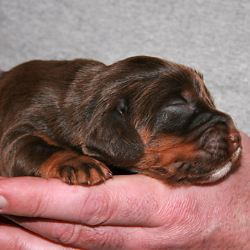 Field Spaniel Puppy Libby