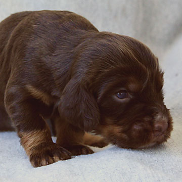 Field Spaniel Puppy Libby
