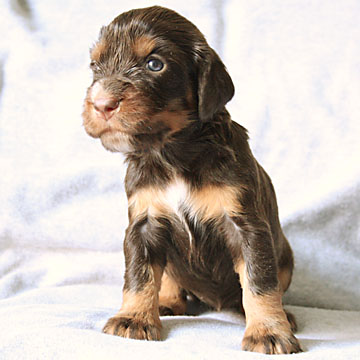 Field Spaniel Puppy Libby