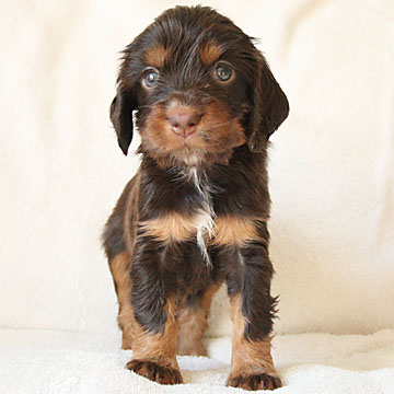 Field Spaniel Puppy Libby