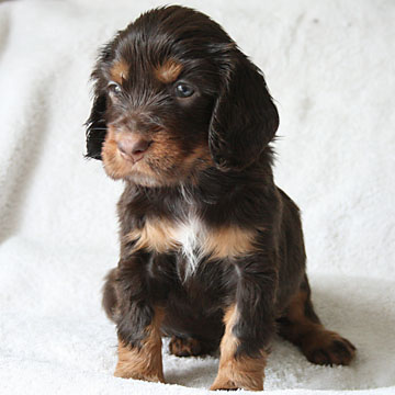 Field Spaniel Puppy Libby