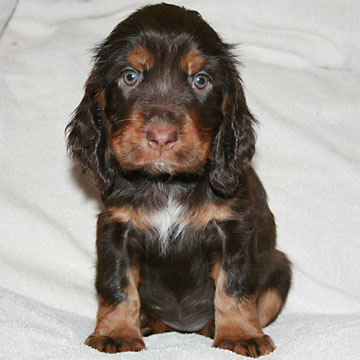 Field Spaniel Puppy Libby