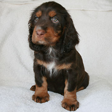 Field Spaniel Puppy Libby