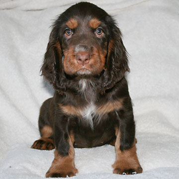 Field Spaniel Puppy Libby