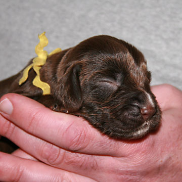 Field Spaniel Puppy Nikki