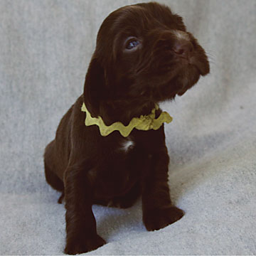 Field Spaniel Puppy Nikki