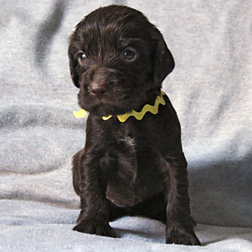 Field Spaniel Puppy Nikki