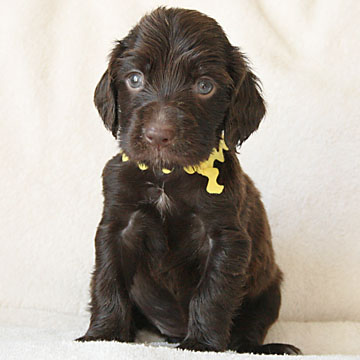 Field Spaniel Puppy Nikki