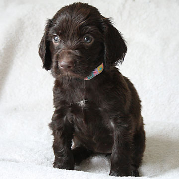 Field Spaniel Puppy Nikki