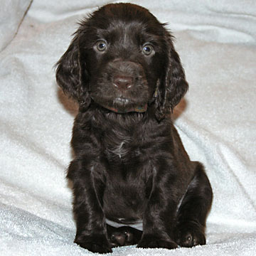 Field Spaniel Puppy Nikki