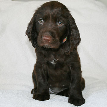 Field Spaniel Puppy Nikki