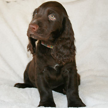 Field Spaniel Puppy Nikki