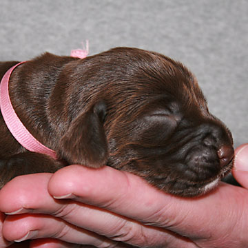 Field Spaniel Puppy Seven