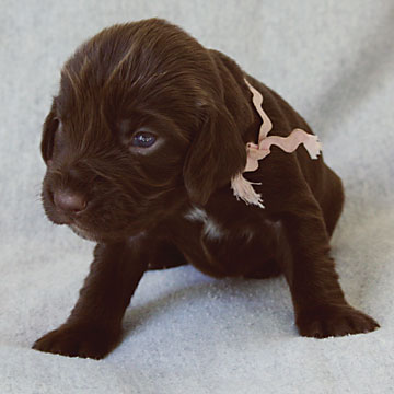 Field Spaniel Puppy Seven