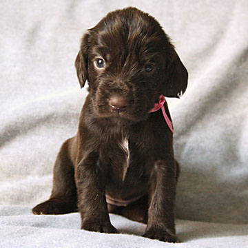 Field Spaniel Puppy Seven