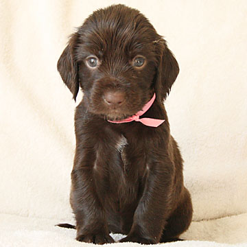 Field Spaniel Puppy Seven