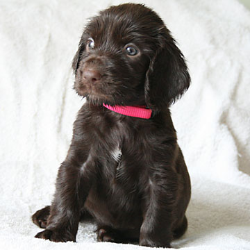 Field Spaniel Puppy Seven