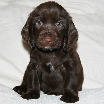 Field Spaniel Puppy Seven