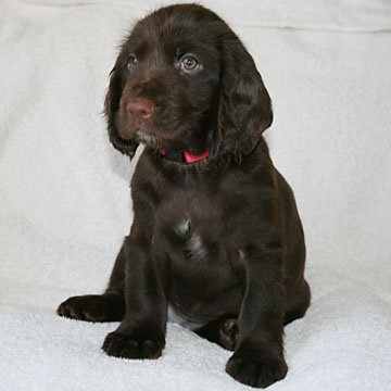 Field Spaniel Puppy Seven