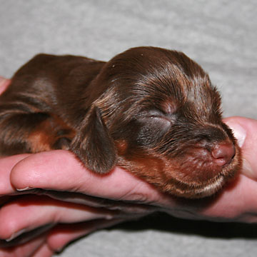 Field Spaniel Puppy Tony