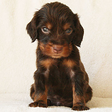 Field Spaniel Puppy Tony