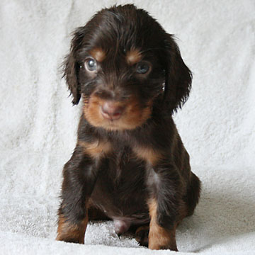 Field Spaniel Puppy Tony