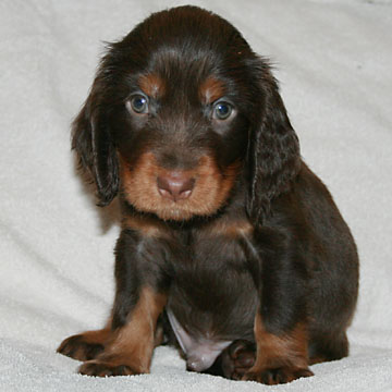 Field Spaniel Puppy Tony