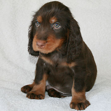 Field Spaniel Puppy Tony