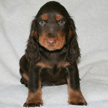 Field Spaniel Puppy Tony