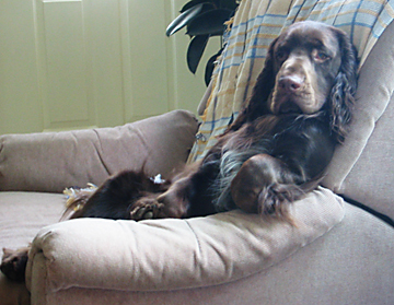 Hudson, Field Spaniel