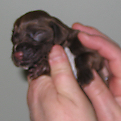 Spanky