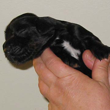 Field Spaniel Puppy