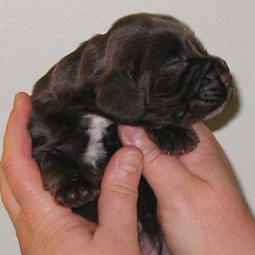 Field Spaniel Puppy