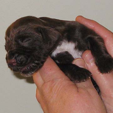 Field Spaniel Puppy