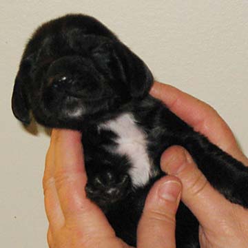 Field Spaniel Puppy