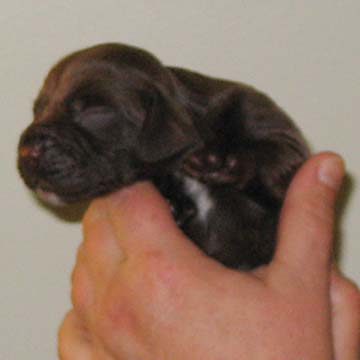 Field Spaniel Puppy