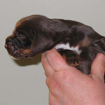 Field Spaniel Puppy
