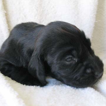 Field Spaniel Puppy