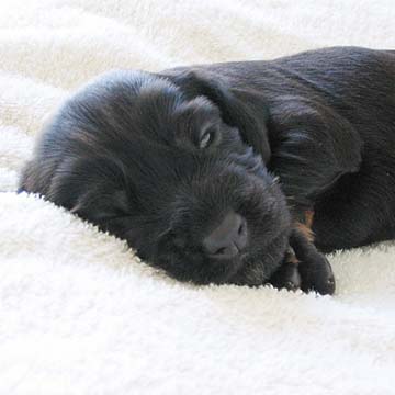 Field Spaniel Puppy