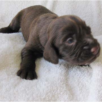 Field Spaniel Puppy