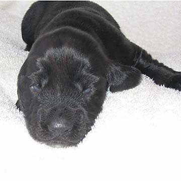 Field Spaniel Puppy