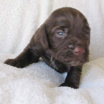 Field Spaniel Puppy
