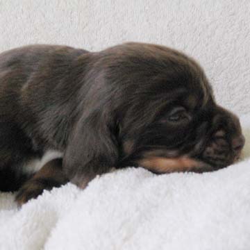 Field Spaniel Puppy