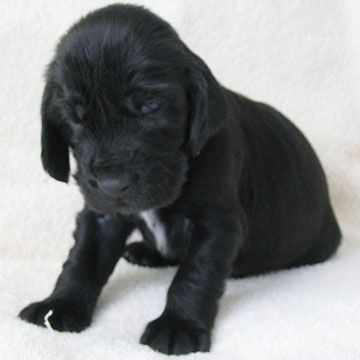 Field Spaniel Puppy