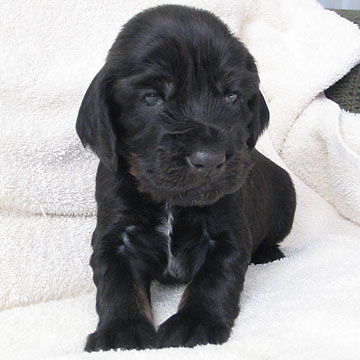 Field Spaniel Puppy
